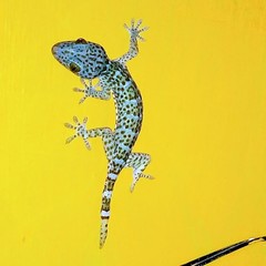Gekko gecko