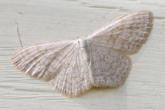Scopula immutata