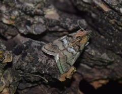 Pococera maritimalis