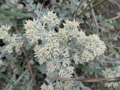Helichrysum sutherlandii