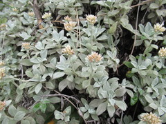 Helichrysum sutherlandii