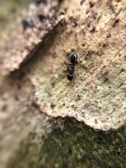 Dolichoderus quadripunctatus