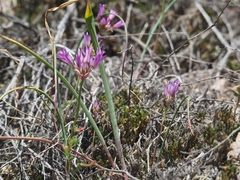 Allium fimbriatum