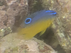 Colombo Damsel photo 2
