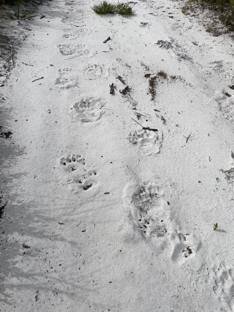 Eastern Black Bear from Tillman Way, Lake Placid, FL, US on October 3 ...