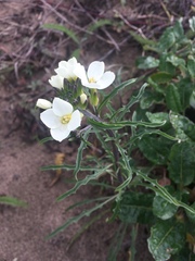 Erysimum franciscanum