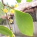 Acacia simplex - Photo 由 Shelomi Doyle 所上傳的 (c) Shelomi Doyle，保留部份權利CC BY-NC