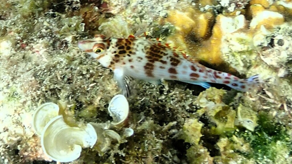 Dwarf hawkfish