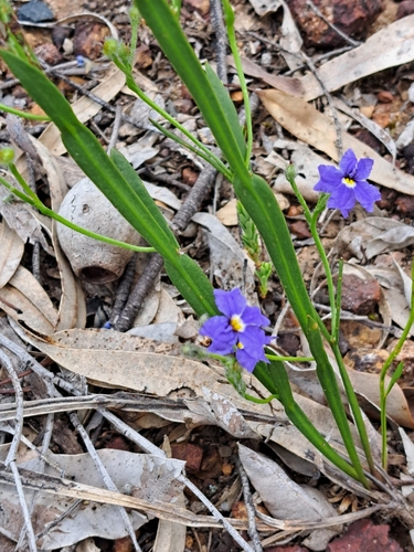 How to identify Dampiera alata Lindl.