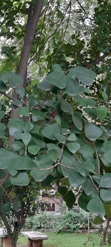 Image of Ficus triangularis by no rights reserved
