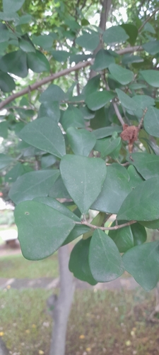 Image of Ficus triangularis by no rights reserved