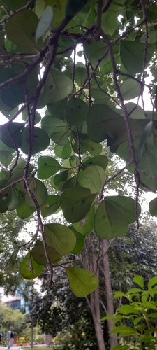 Image of Ficus triangularis by no rights reserved