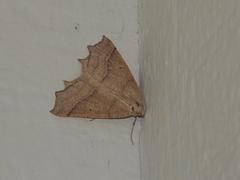 Prochoerodes truxaliata