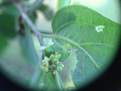 Celtis pallida discolor