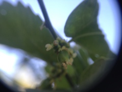 Celtis pallida discolor