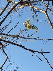 Zanthoxylum chalybeum