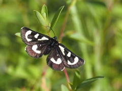 Alypia mariposa