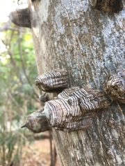 Zanthoxylum chalybeum