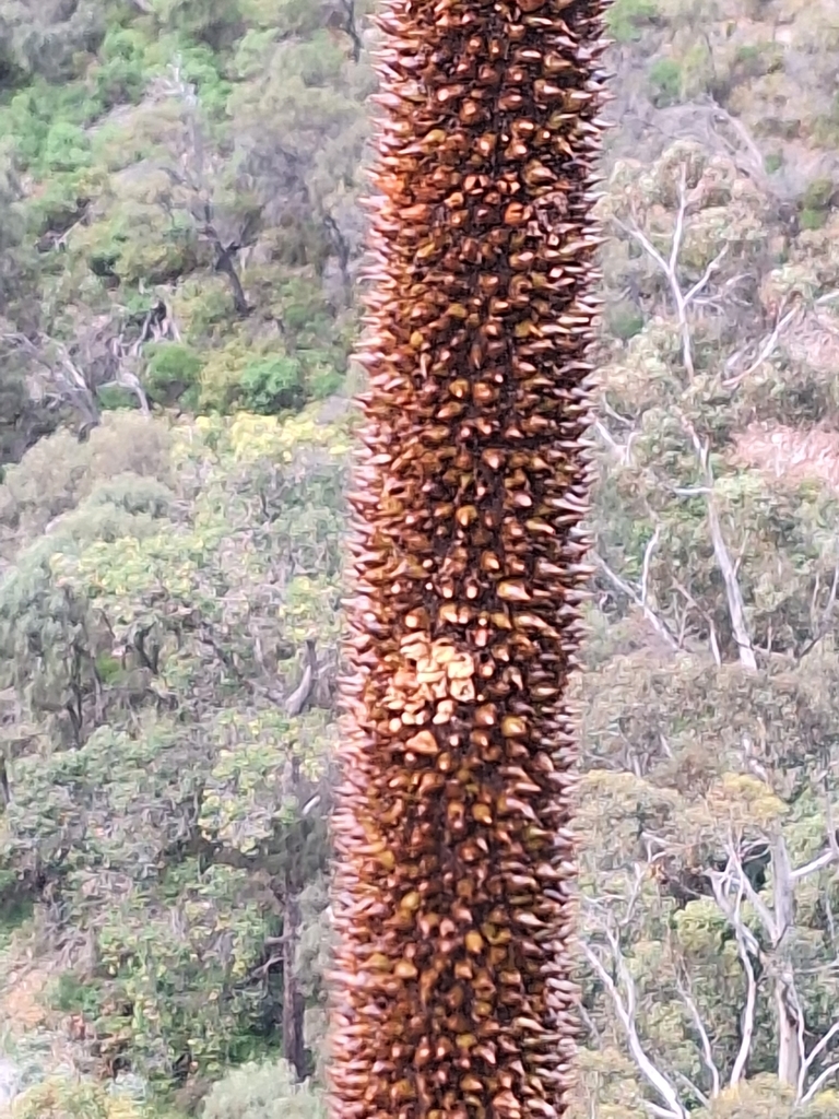 Xanthorrhoea quadrangulata F.Muell.