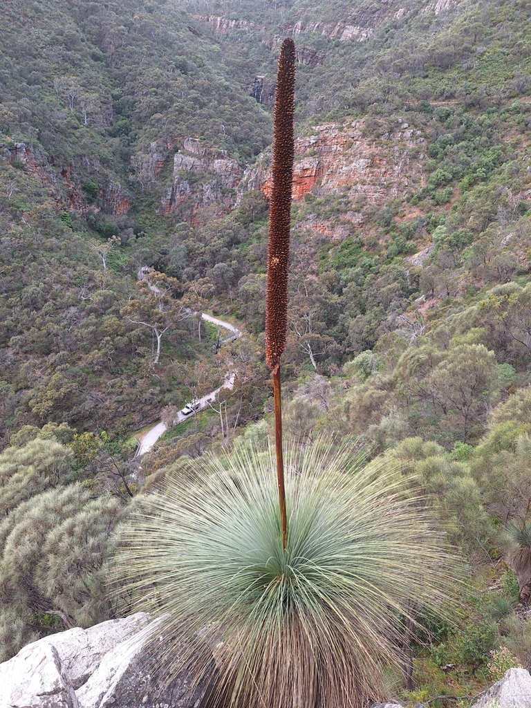 Xanthorrhoea quadrangulata F.Muell. 2