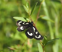 Alypia mariposa