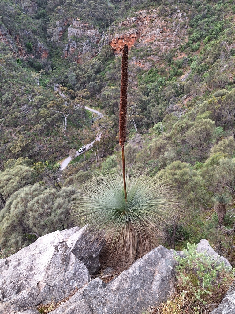 Xanthorrhoea quadrangulata F.Muell. 3