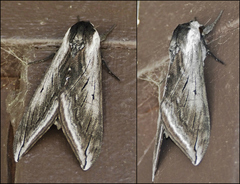 Sphinx perelegans
