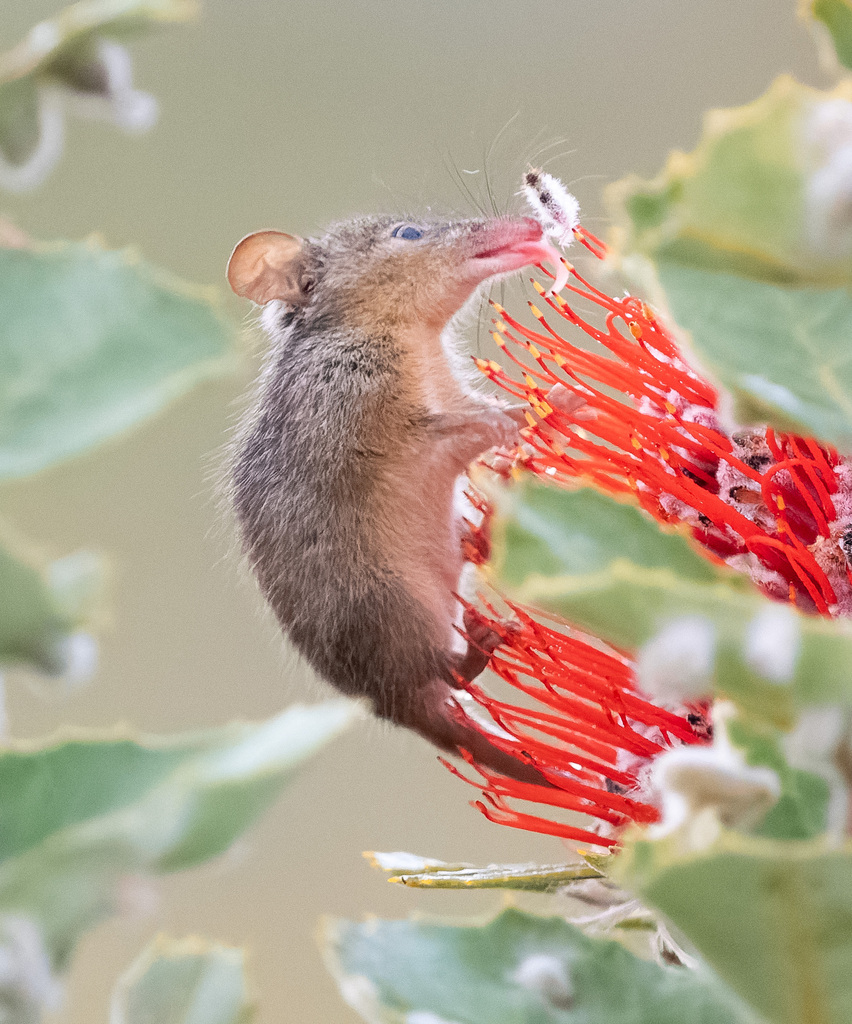 Honey Possum