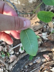 Zanthoxylum chalybeum