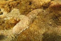Actinopoda