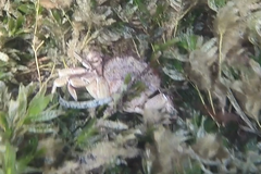 Nectocarcinus integrifrons