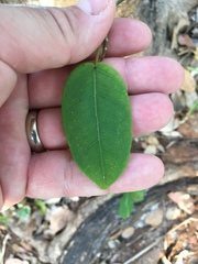 Zanthoxylum chalybeum