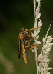 Asilus sericeus