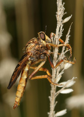 Asilus sericeus