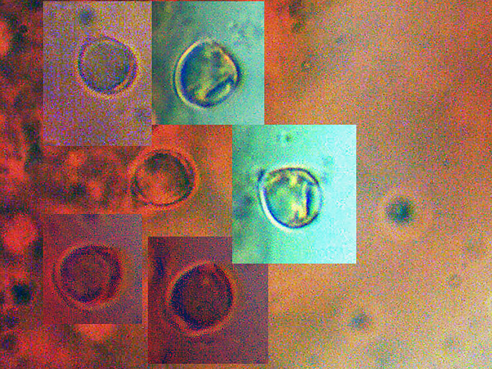 Clavaria flavipes Clavaria