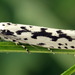 Ethmia candidella - Photo (c) Andrey Ponomarev, some rights reserved (CC BY-NC), uploaded by Andrey Ponomarev