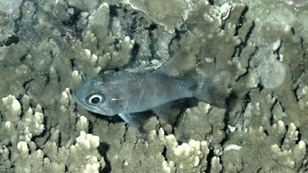 Ghost Cardinalfish
