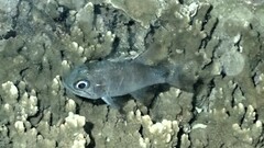 Dusky Cardinalfish photo 3