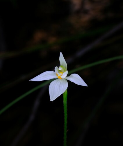 Image of Caladenia aurantiaca by (c) Peter Crowcroft, some rights reserved (CC BY)