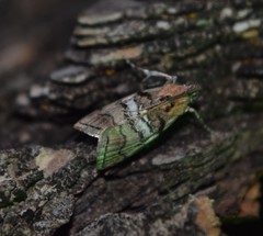 Pococera maritimalis