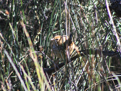 Poodytes punctatus punctatus