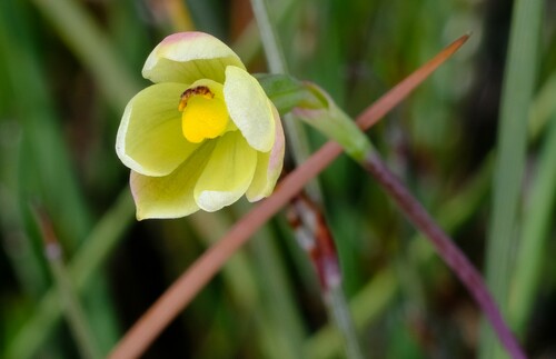 Image of Thelymitra flexuosa by (c) Peter Crowcroft, some rights reserved (CC BY)
