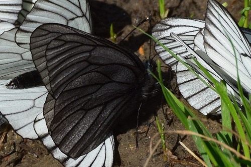 Black-veined White, Заринский р-н, Алтайский край, Россия, photo 7 of 10