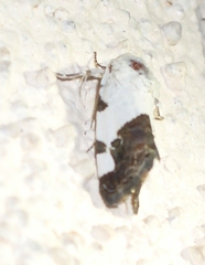 Tarache tetragona