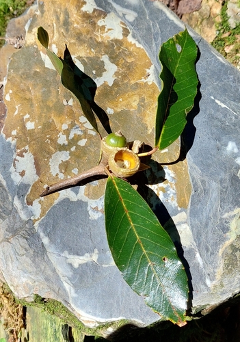 Image of Quercus morii by (c) Jason, some rights reserved (CC BY)