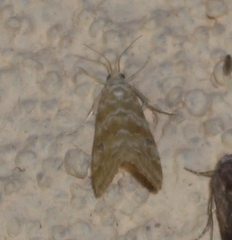Hellula