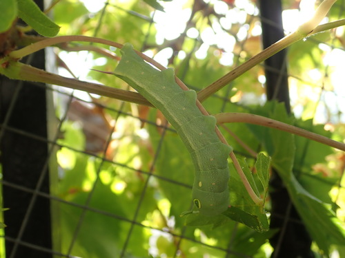 Hippotion celerio