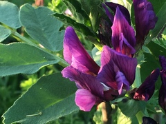 Vicia narbonensis