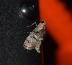 Pococera maritimalis