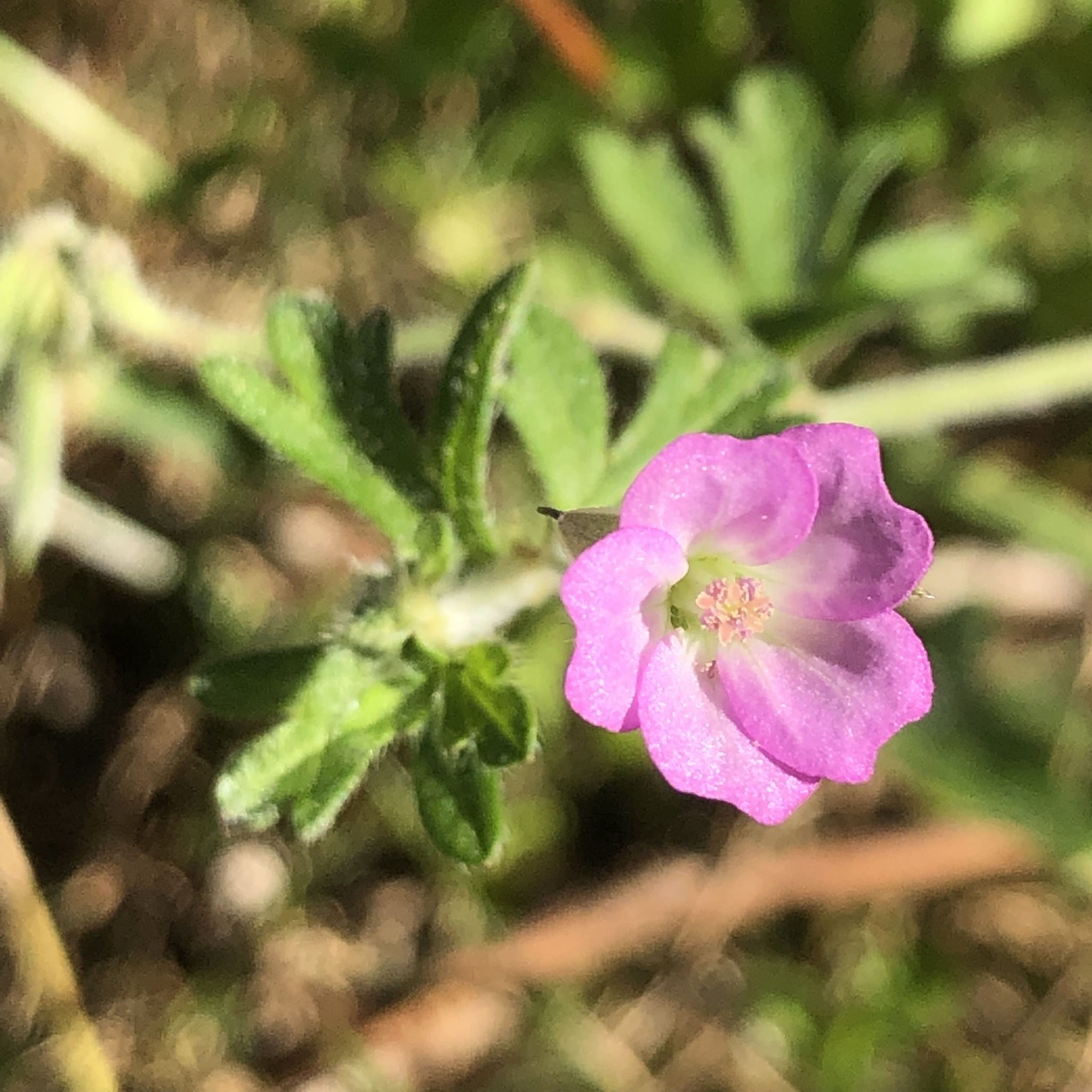 Geranium solanderi